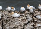 6 - Gannets and 2 puffins.jpg